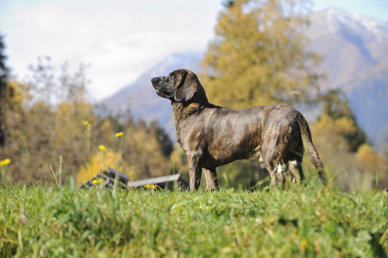 ZWEI BEINE UND VIER PFOTEN